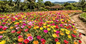 Foto: (Imagem sem texto alternativo disponivel ID [2774200])