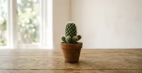 O que significa, segundo a psicologia, receber um cacto de presente?