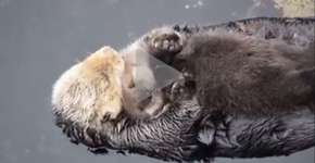 Fofura: Mamãe lontra coloca filhote para ninar dentro d’água