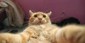 Aplicativo permite que gatos tirem suas próprias selfies