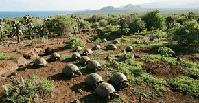 Foto: (Imagem sem texto alternativo disponivel ID [2748735])