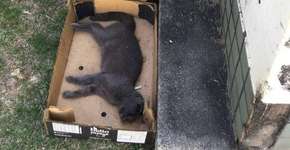 Carrefour da Barra é impedido pela Justiça de matar gatos