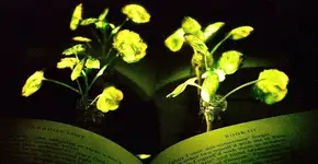 Cientistas criam plantas que emanam luz usando enzima do vagalume