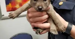 Filhote de coiote separado da mãe é acolhido por policiais