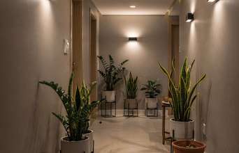 Featured large news: Plantas para casa sem luz: Zero luz, zero experiência, máximo estilo verde em casa