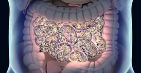 Foto: (AnatomyInsider/DepositPhotos)