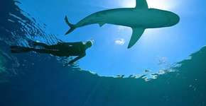 Bióloga mergulha com tubarões, sem proteção, para acabar com o preconceito em torno da espécie
