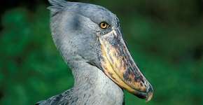 Uganda além dos gorilas