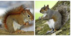 Um esquilo é invasor, outro é nativo; quem ganha a batalha?