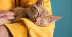 Foto: (Manuta/istock)