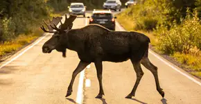 Foto: (Imagem sem texto alternativo disponivel ID [2715421])