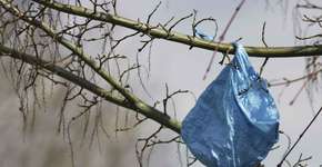 Foto: (Imagem sem texto alternativo disponivel ID [286766])