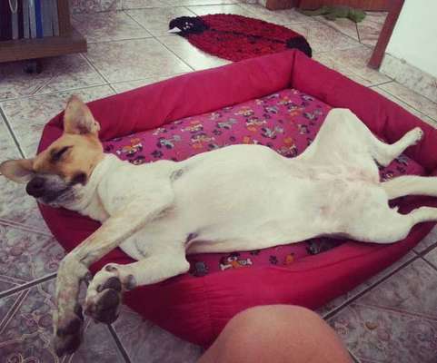 Veja alguns dos cães e gatos que já estão participando do #MostreABarriguinha!
