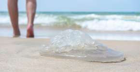 Faça isso em caso de queimadura de água-viva na praia; veja dicas