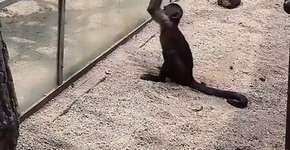Macaco tenta quebrar vidro de cativeiro com uma pedra