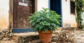 O que significa uma planta de arruda secar no seu jardim?