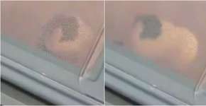 Colocaram um porquinho-da-Índia no microondas e divulgaram vídeo