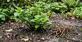 Agora está na hora certa para a poda de da primavera, retire galhos secos e evita que a planta apodreça na raiz
