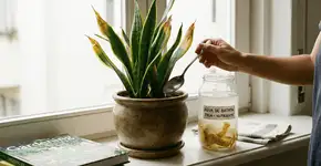 Foto: (Imagem sem texto alternativo disponivel ID [2751338])