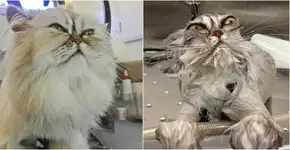 Galeria: cães e gatos antes e depois de tomar banho