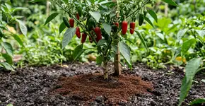 Nem cascas de ovo, nem cascas de banana: o fertilizante natural que faz as pimentas prosperarem
