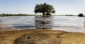 Leilão terá renda revertida ao combate a incêndios no Pantanal