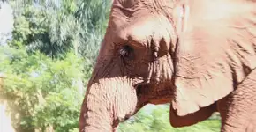 Elefanta Teresita morre no zoo de SP após anos de sofrimento