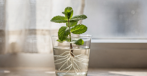 Foto: (Imagem sem texto alternativo disponivel ID [2732423])