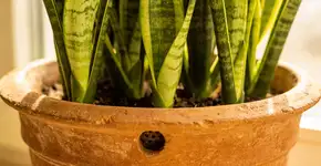 Foto: (Imagem sem texto alternativo disponivel ID [2695072])