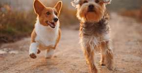 Pinheiros tem feira de adoção de cachorros e comida pets neste sábado