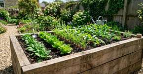 Essas 6 plantas não têm lugar no canteiro elevado