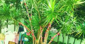 Foto: (Imagem sem texto alternativo disponivel ID [468820])