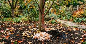 Quais são os melhores fertilizantes caseiros para nutrir árvores frutíferas no outono?