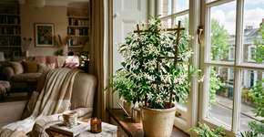 A planta mais perfumada do mundo: como cultivá-la em vaso dentro de casa