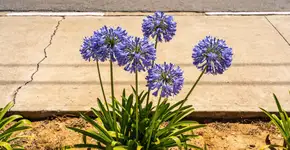 Foto: (Imagem sem texto alternativo disponivel ID [2727288])