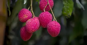 Como uma fruta ajuda a controlar a glicose e a fortalecer o cabelo