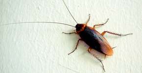 Foto: (Imagem sem texto alternativo disponivel ID [1018564])