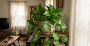 Para a jiboia durar anos: o macete não é a rega diária, mas nunca a deixe no sol forte da tarde