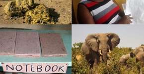 Foto: (Imagem sem texto alternativo disponivel ID [1863822])