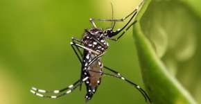 Física nuclear é testada no combate ao Aedes aegypti