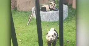 Cães pintados de pandas chamam atenção na China; zoológico tem sido muito criticado