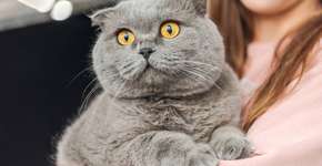 Foto: (Créditos: depositphotos.com / ViktoriaSapata)