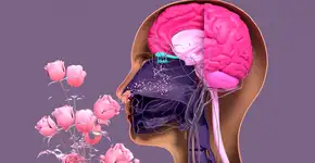 Teste de olfato pode detectar Alzheimer precocemente