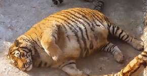 Fotos de tigres obesos em parque turístico chocam ambientalistas