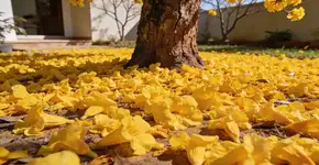 Foto: (Imagem sem texto alternativo disponivel ID [2712452])