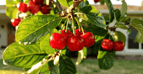 Foto: (Imagem sem texto alternativo disponivel ID [2743885])