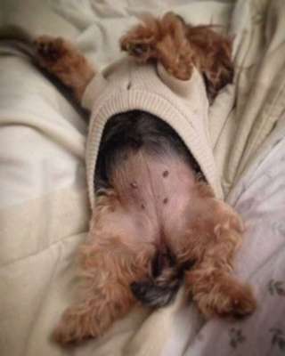 Veja alguns dos cães e gatos que já estão participando do #MostreABarriguinha!