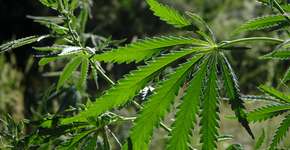 Foto: (FREEMAN83/DepositPhotos)