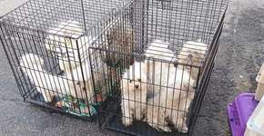Cachorros presos em gaiolas são encontrados em estacionamento