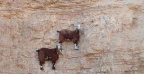 As cabras que vivem nas montanhas escalam melhor do que você pensa